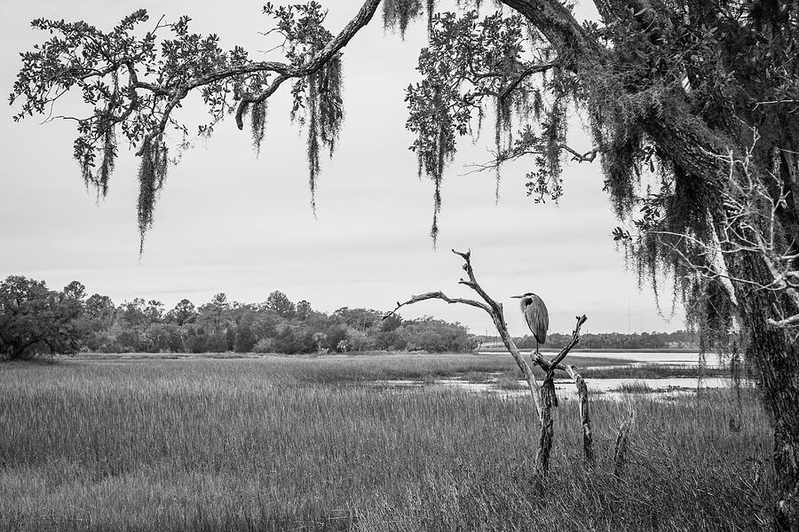 Great Blue Heron in Black and White 2 Photograph by Cindy Robinson