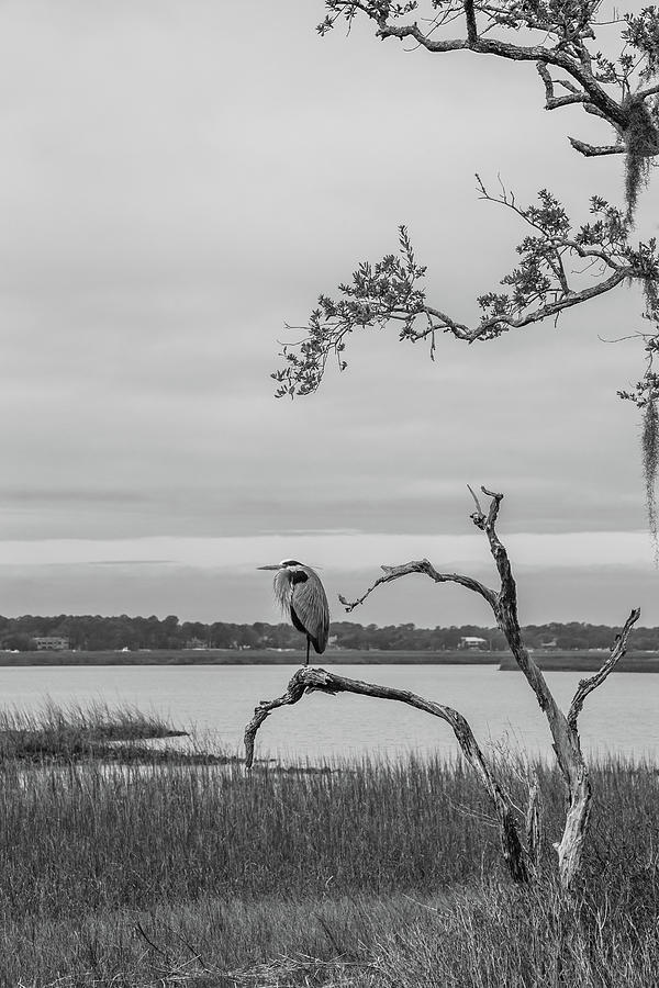 Great Blue Heron in Black and White 3 Photograph by Cindy Robinson