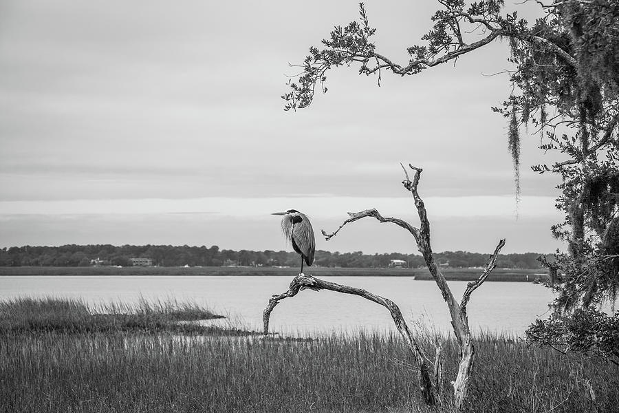 Great Blue Heron in Black and White Photograph by Cindy Robinson
