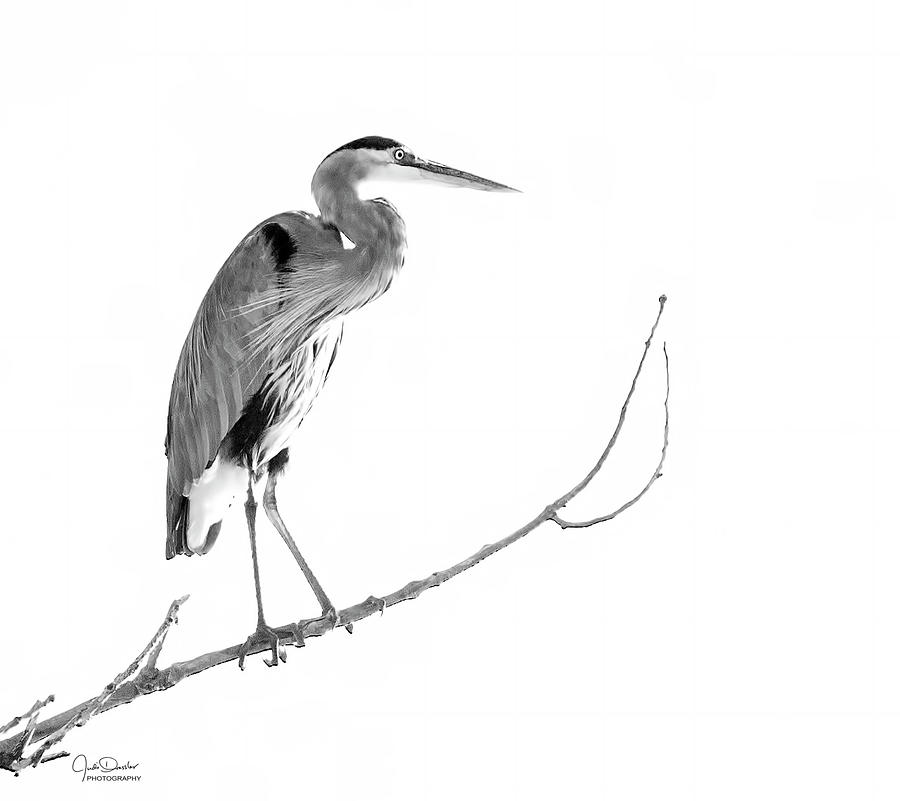 Great Blue Heron in Black and White Photograph by Judi Dressler