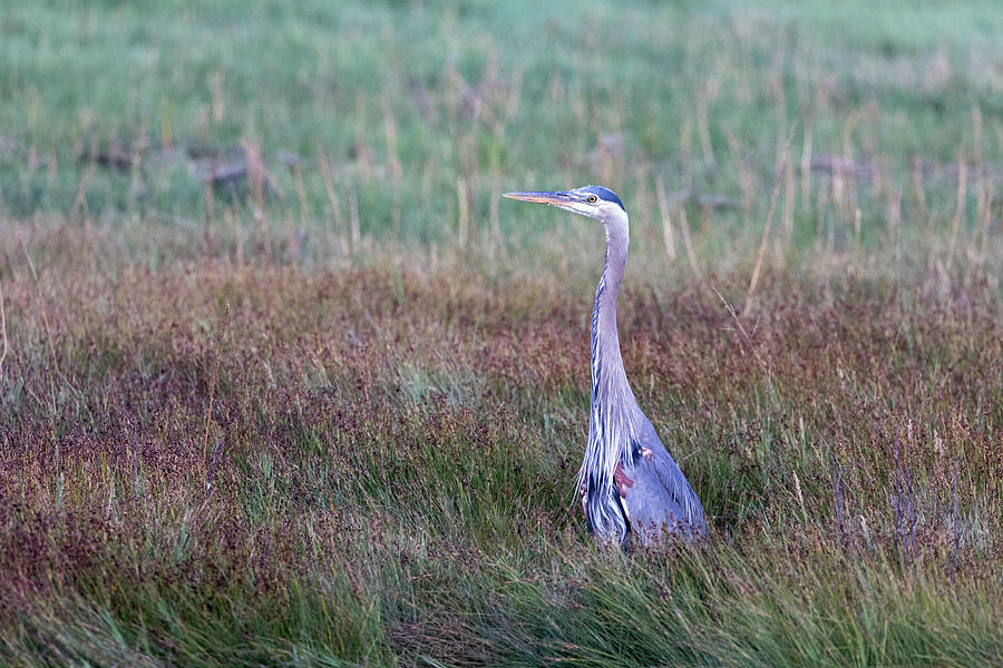 Great Blue Heron in Blackie Spit Marsh Photograph by Michael Russell