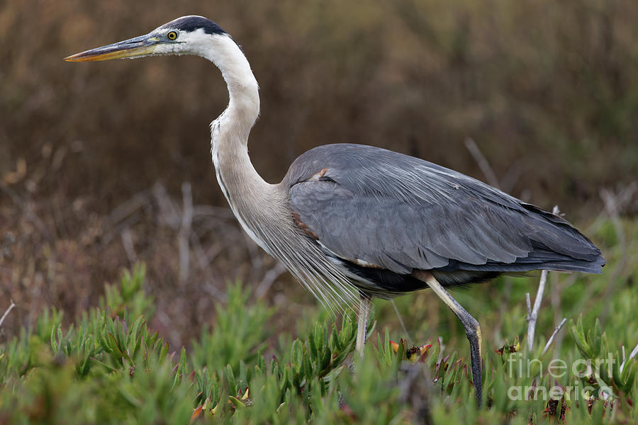 Great Blue Heron in California Portrait Photograph by Natural Focal Point Photography