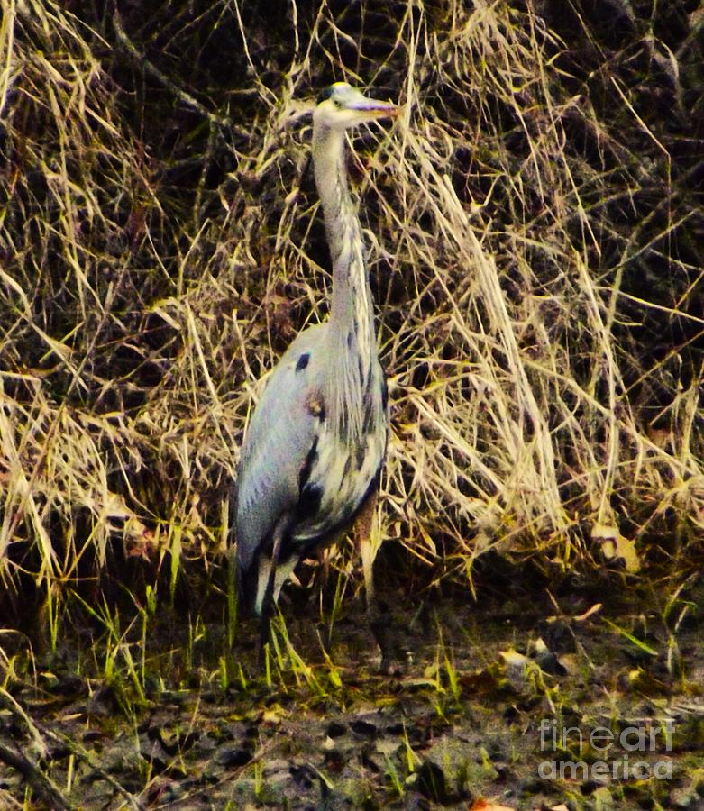 Heron Photograph - Great Blue Heron In Drainage Ditch Pond        Winter       Indiana by Rory Cubel