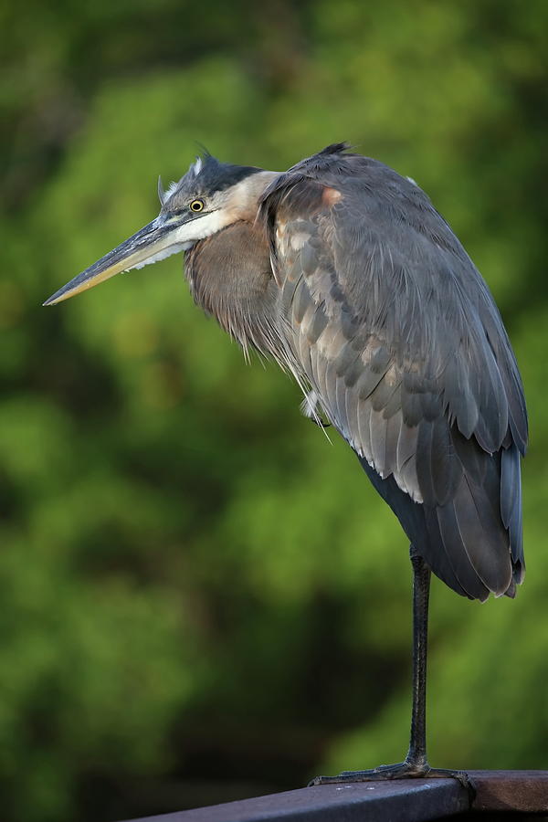 Great Blue Heron in Early Morning Photograph by Mingming Jiang