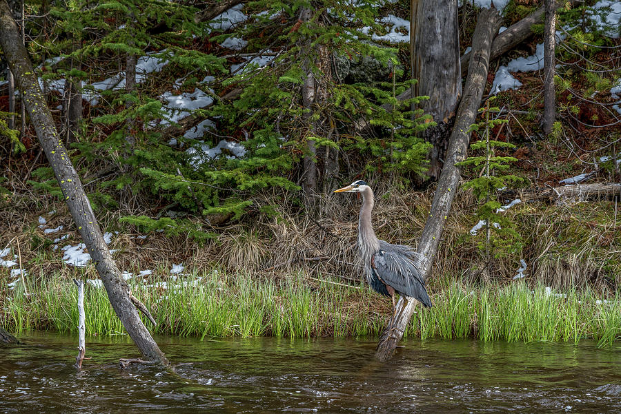 Great Blue Heron In Early Spring Photograph by Yeates Photography