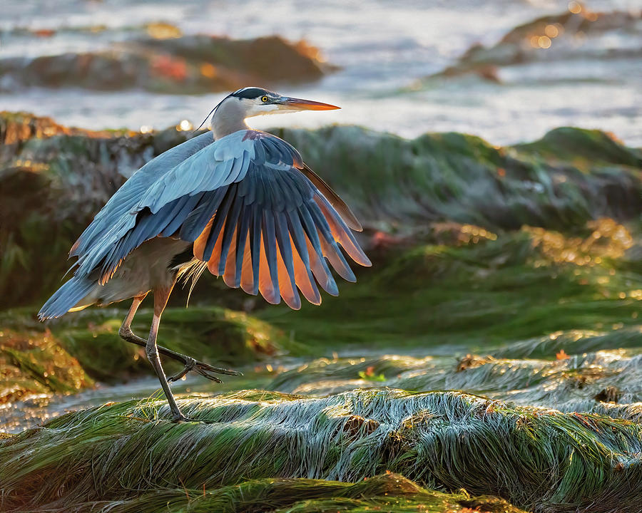 Feather Photograph - Great Blue Heron in Eelgrass by Susan Cook by California Coastal Commission