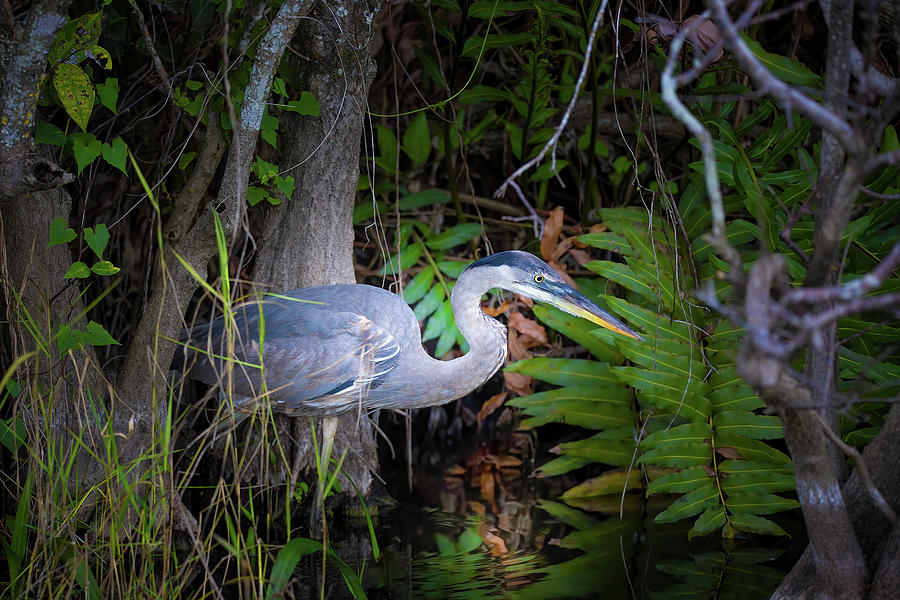 Great Blue Heron in Everglades National Park Photograph by Mark Andrew Thomas