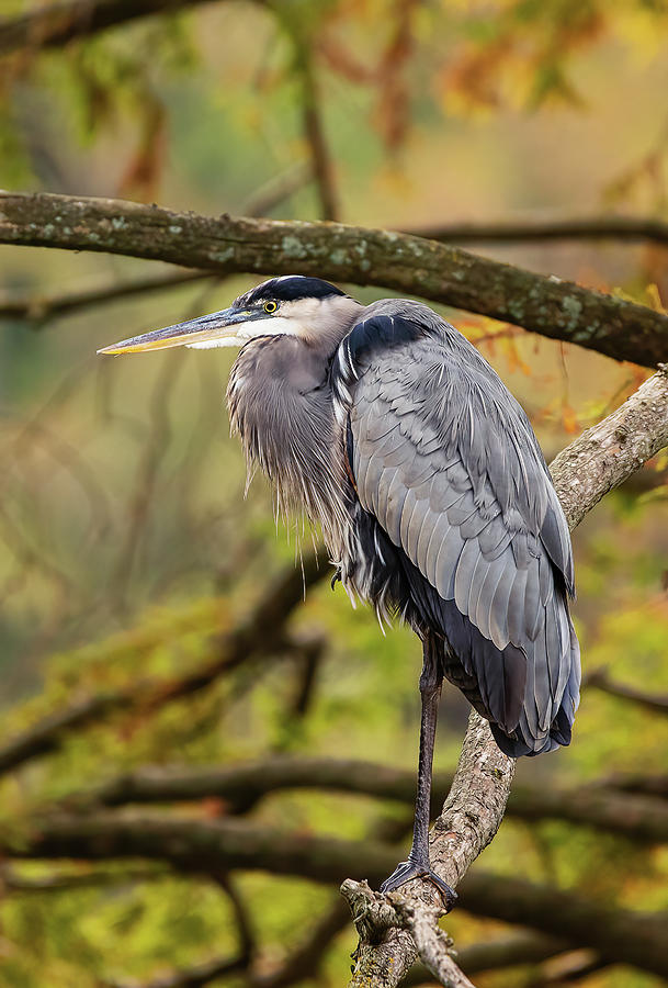 Great Blue Heron In Fall Colors Photograph