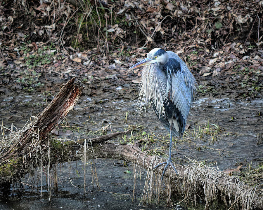 Great Blue Heron in February - 1 Photograph by Dennis Lundell