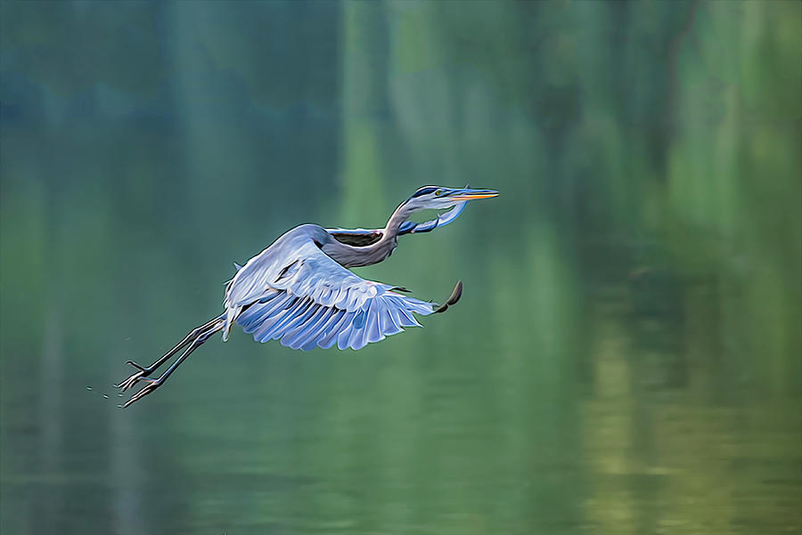 Great Blue Heron in Flight 08/30/2013 Photograph by Jim Dollar