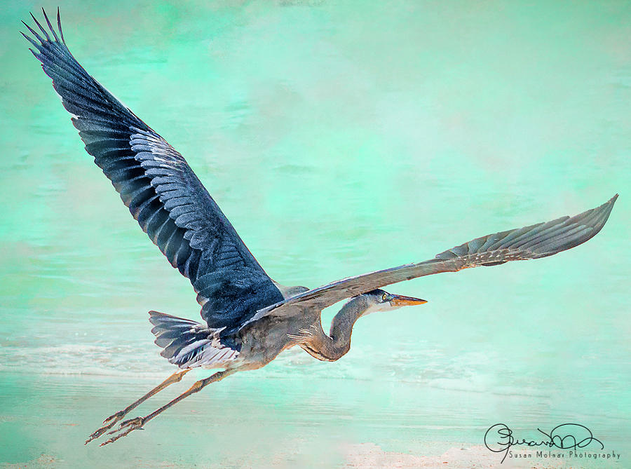 Great Blue Heron in Flight 1 Photograph by Susan Molnar