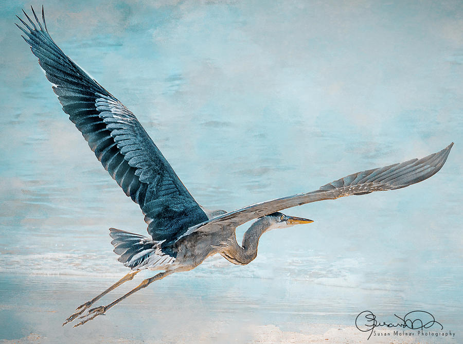 Great Blue Heron in Flight 2 Photograph by Susan Molnar