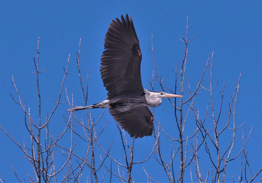 - Great blue heron in flight - Ardea herodias Photograph by THERESA Nye