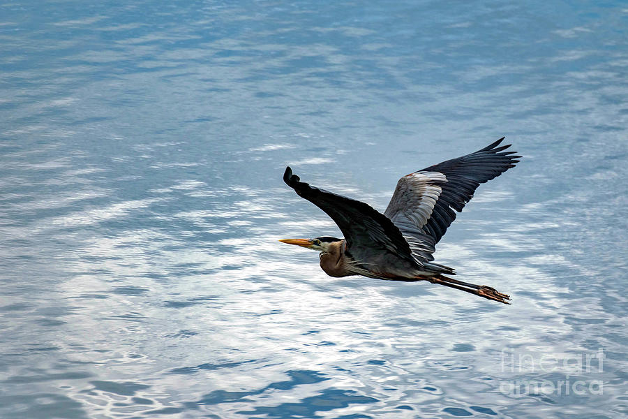 Great Blue Heron In Flight Photograph by Beachtown Views