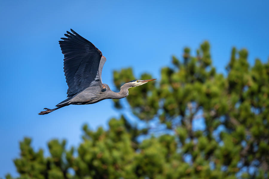 Great Blue Heron in Flight Photograph by Bill Cubitt