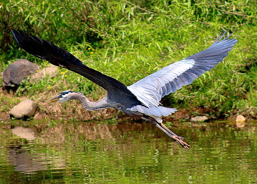 Great blue heron in flight Photograph by Charles Ray