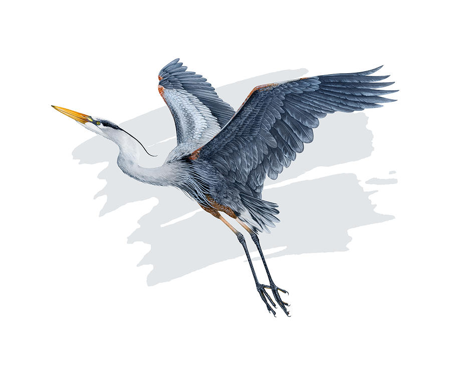 Great Blue Heron in Flight Painting by Dawn Witherington - Fine Art America