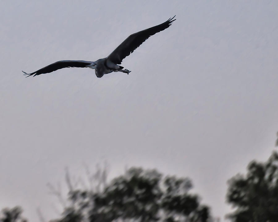 Heron Photograph - Great Blue Heron in flight by Flees Photos