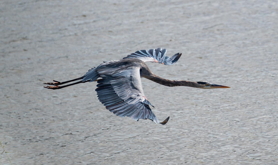Great Blue Heron In Flight Photograph by Grant Twiss