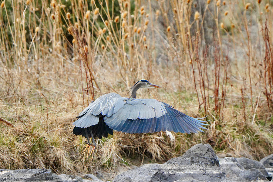 Great Blue Heron in flight landing Photograph by Brent Bunch
