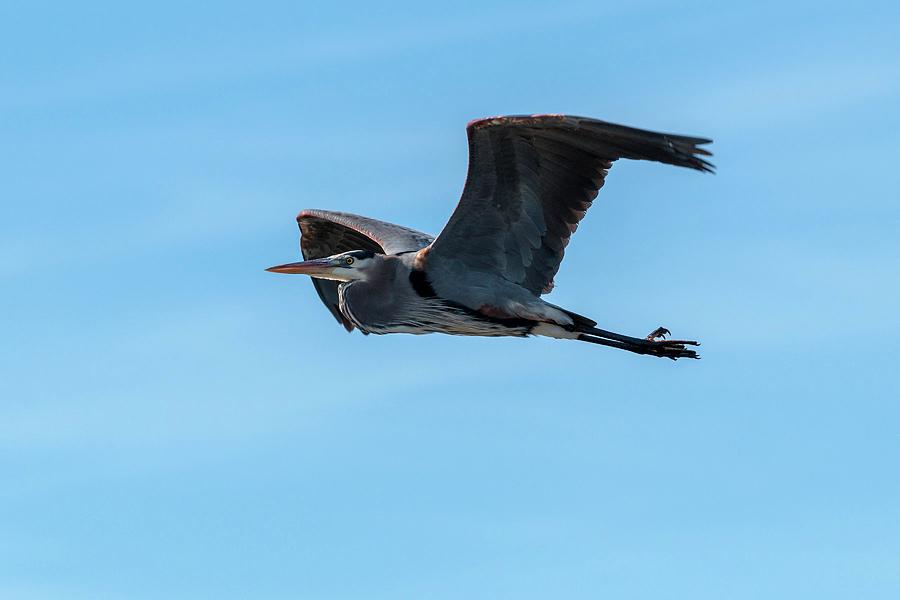 Great Blue Heron in Flight Photograph by Liza Eckardt