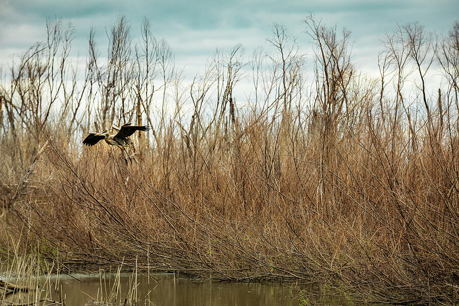 Flight Over the Reeds - Great Blue Heron, North Bosque River, Texas Photograph by Brigitte Blanchette Thompson Flight Over the Reeds - Great Blue Heron, North Bosque River, Texas Photograph by Brigitte Blanchette Thompson