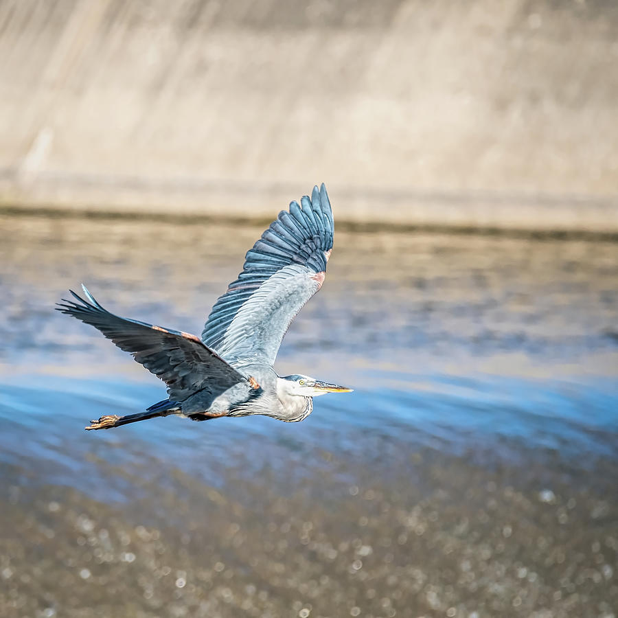 Great Blue Heron In Flight Over the Spillway Photograph by Debra Martz