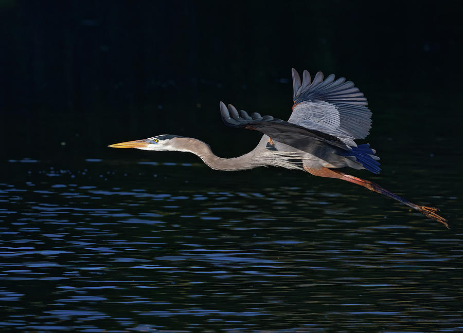 Great Blue Heron in flight Photograph by Stuart Brontman - Fine Art America