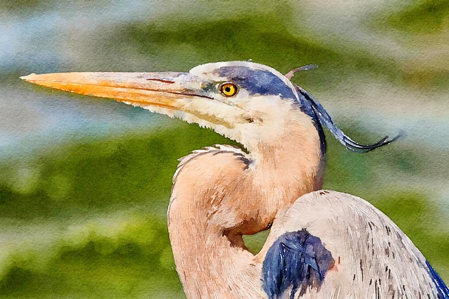 Great Blue Heron in Florida Watercolor #1 Mixed Media by Susan Rydberg