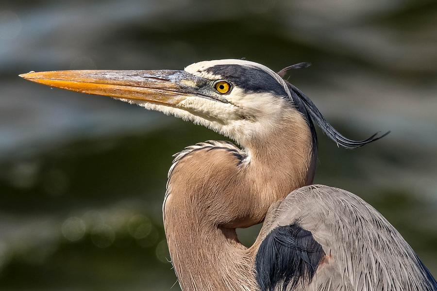 Great Blue Heron in Florida Photograph by Susan Rydberg