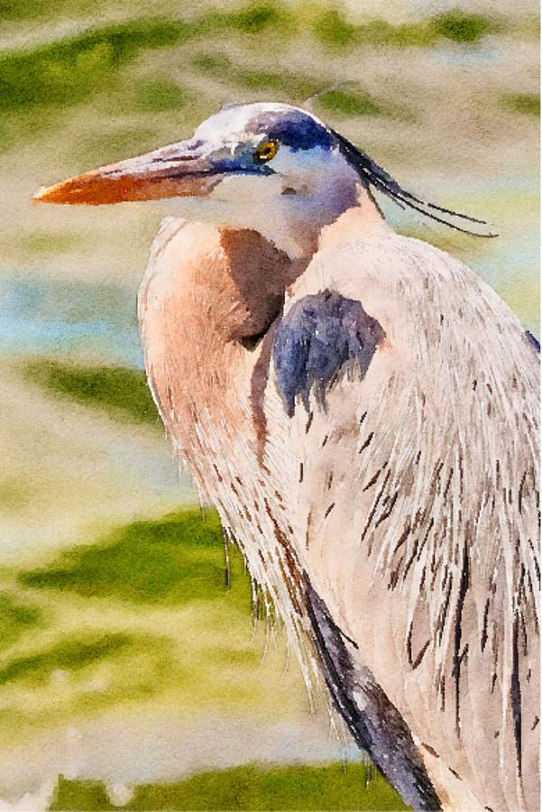 Great Blue Heron in Florida Watercolor Mixed Media by Susan Rydberg