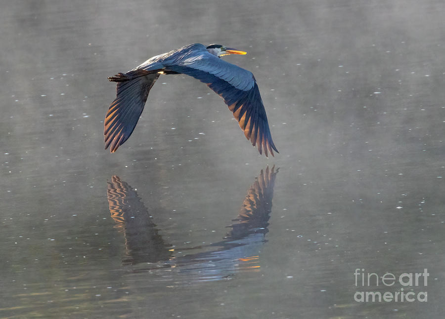 Great Blue Heron in Foggy Flight Photograph by Steven Krull