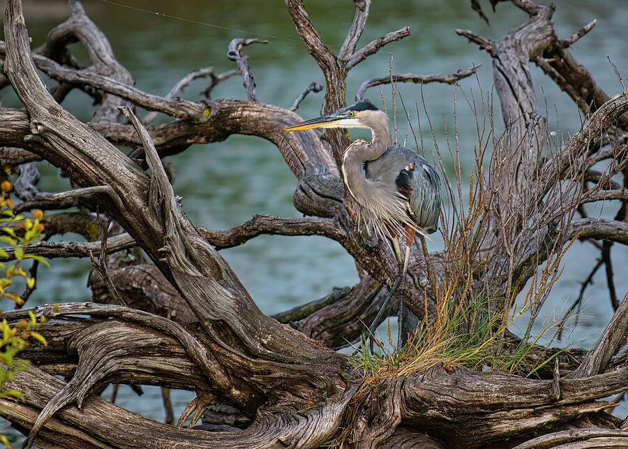 Great Blue Heron In Interesting Looking Dead Tree Photograph