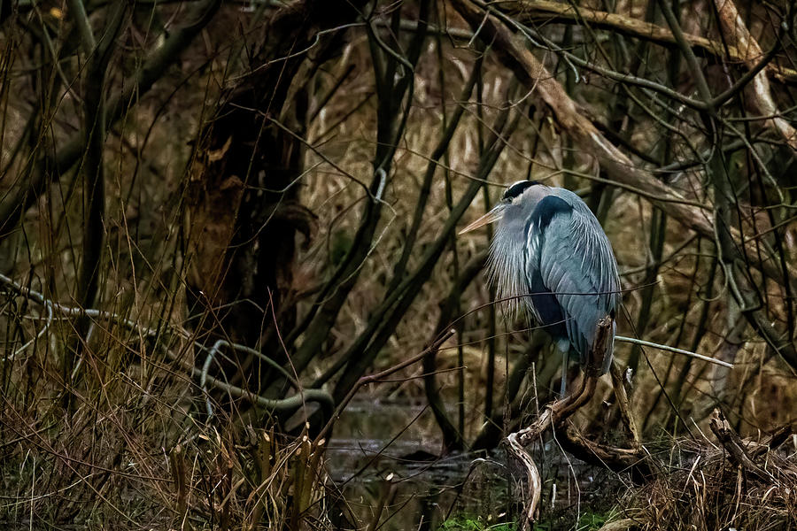 Great Blue Heron in Its Sanctuary, No. 1 Photograph by Belinda Greb