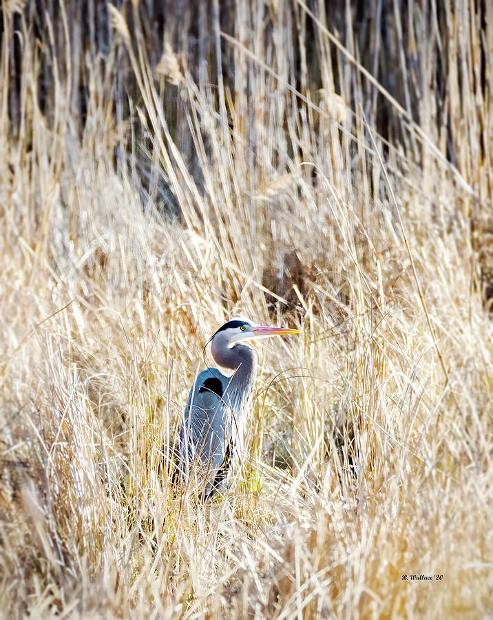 Great Blue Heron In Marsh Grass Photograph by Brian Wallace