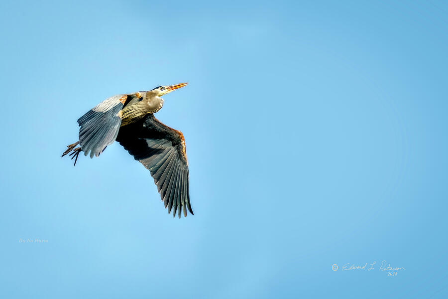 Great Blue Heron In Midflight Photograph by Ed Peterson Great Blue Heron In Midflight Photograph by Ed Peterson