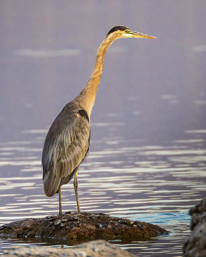 Great Blue Heron in Morning Light Photograph by Mike Lee