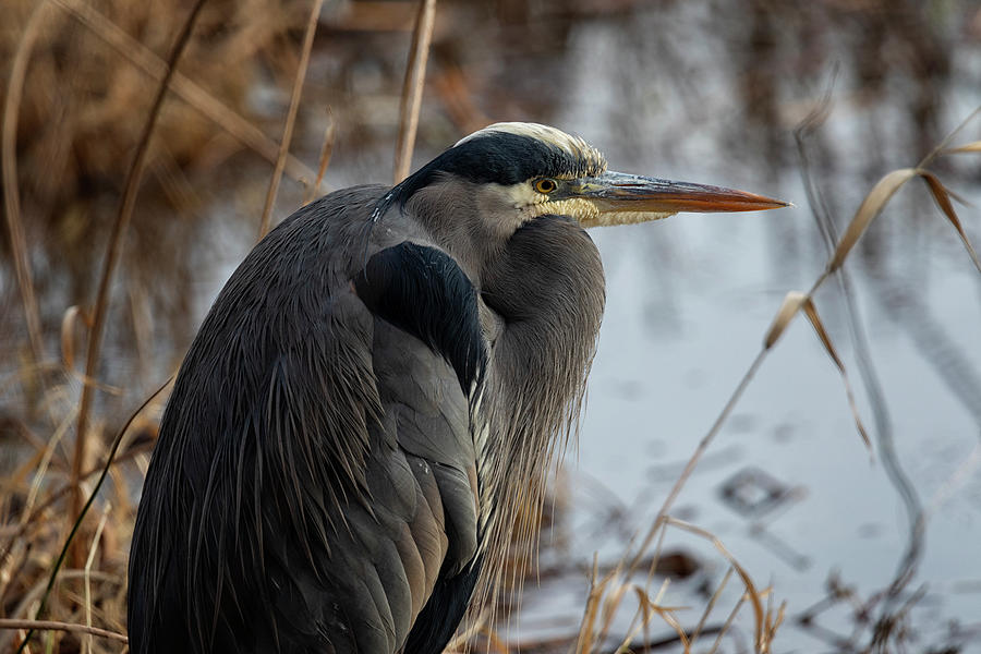 Great Blue Heron in Morning Sun Photograph by Randy Hall