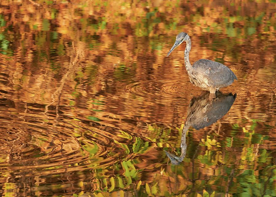 Heron Photograph - Great Blue Heron in October by Jim Hughes