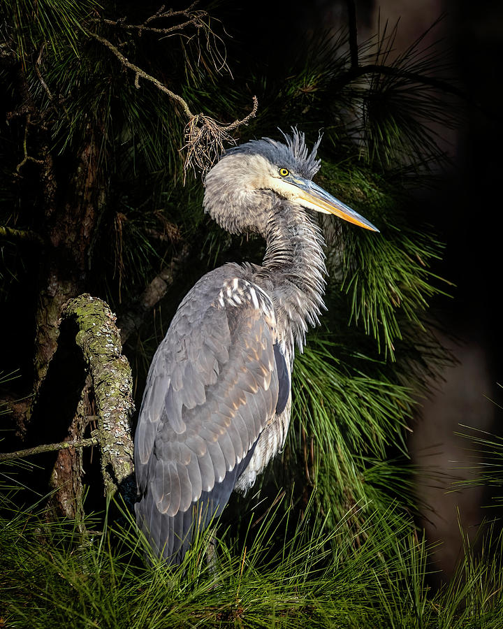 Great Blue Heron in Pines Photograph by Alan Raasch
