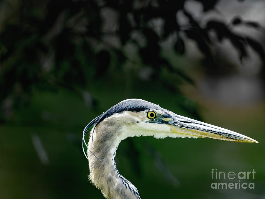 Bird Photograph - Great Blue Heron In Profile by Jim Wilce