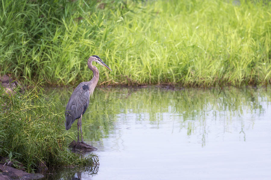 Great Blue Heron in Profile Photograph by Susan Rissi Tregoning