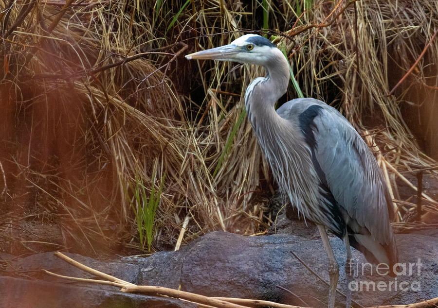 Great Blue Heron In Reeds Photograph