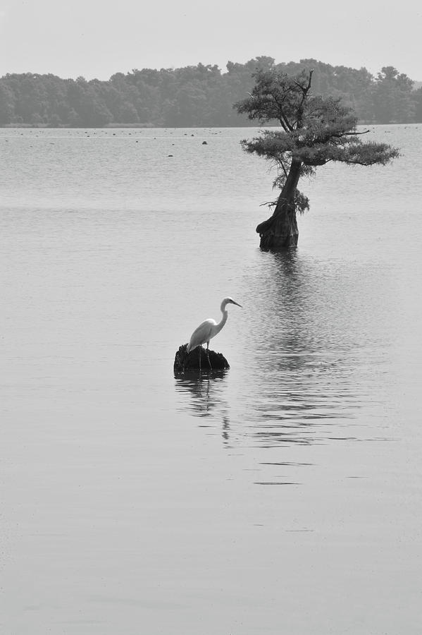 Great Blue Heron in Reelfoot Lake with Cypress Tree Photograph by James C Richardson