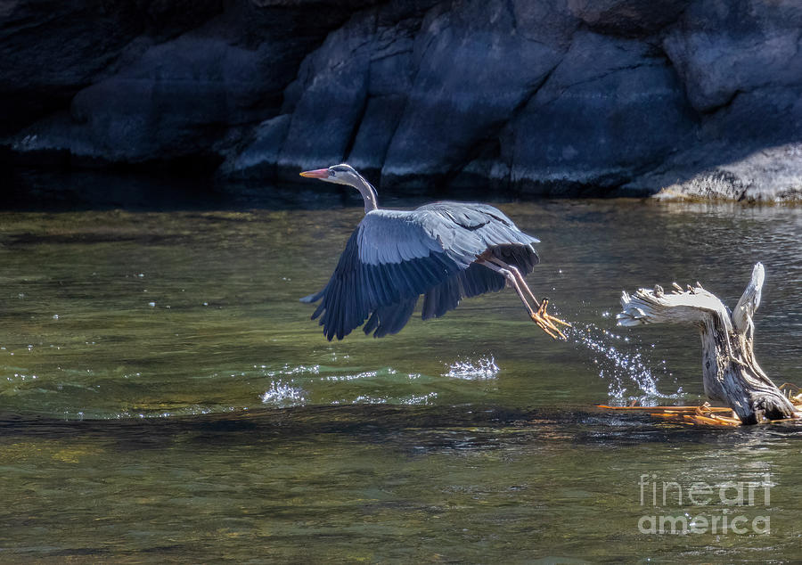 Great Blue Heron in River Photograph by Steven Krull