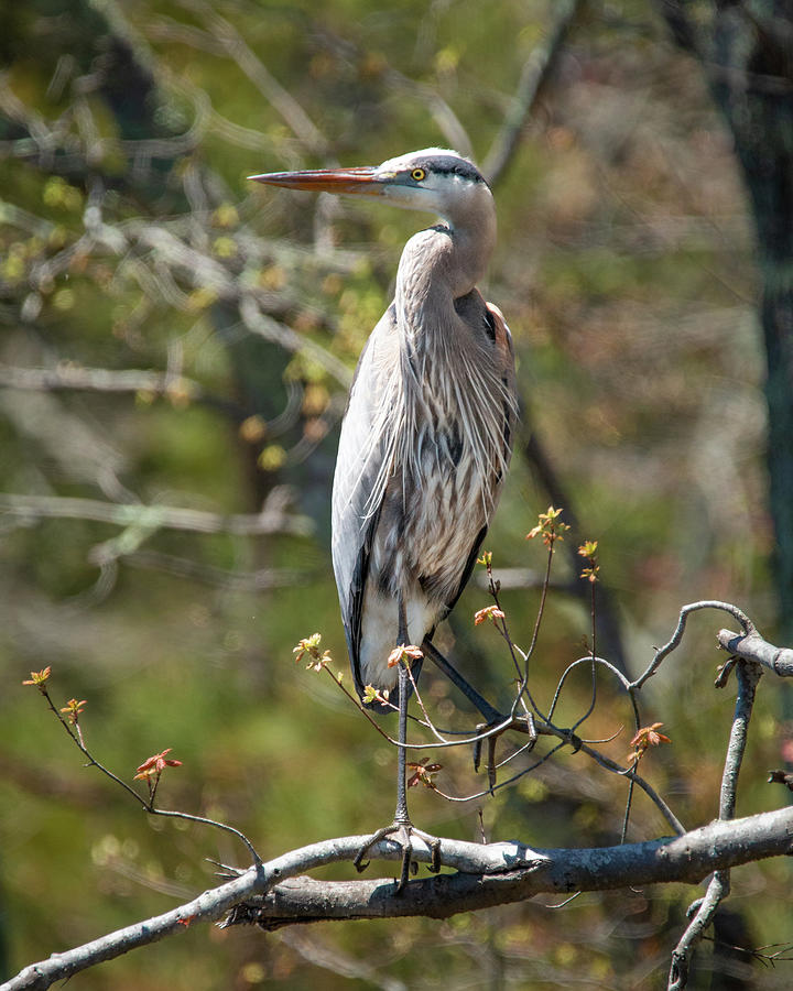 Great Blue Heron in Spring Photograph by Kristia Adams