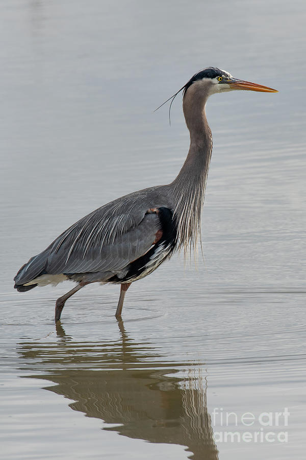 Great Blue Heron in Spring Sunlight Photograph by Nancy Gleason