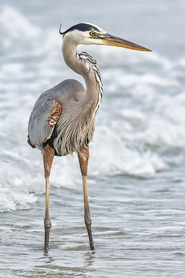 Great Blue Heron in Surf Photograph by Jerry Fornarotto