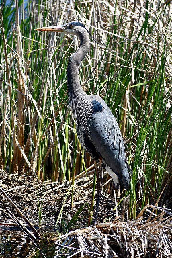 Great Blue Heron in Tall Grass Photograph by Marie Debs - Fine Art America