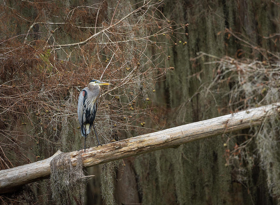 Great Blue Heron in the Bayou Photograph by Fran Gallogly